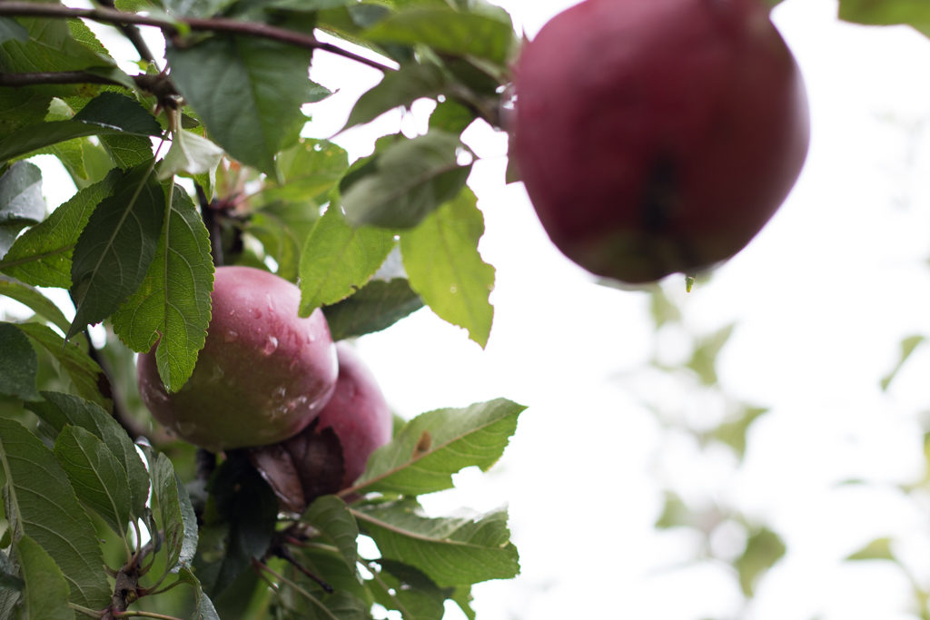 appels plukken op de olmenhorst